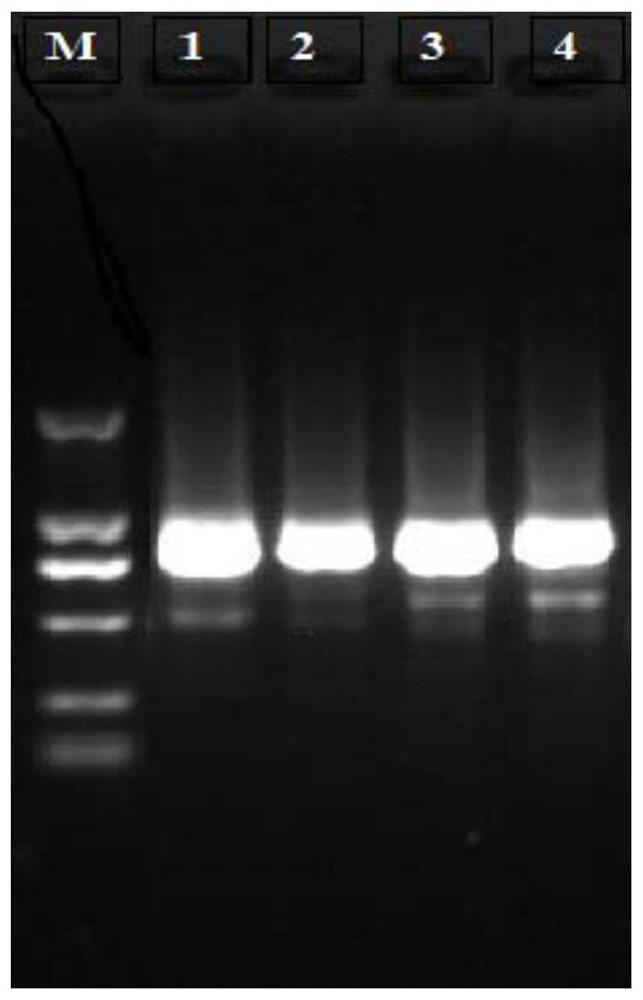 Molecular marker for identifying tremella aurantialba and application of molecular marker