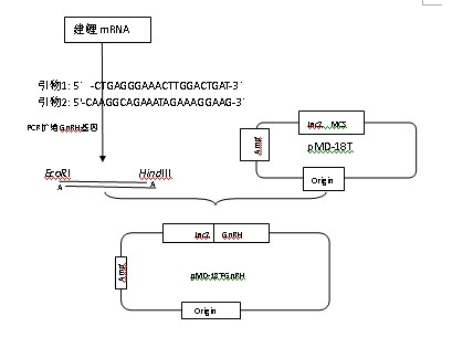 Hexameric prokaryotic expression vector of Cyprinus carpiovar Jian gonadotrophin-releasing hormone gene, and establishing method and application thereof