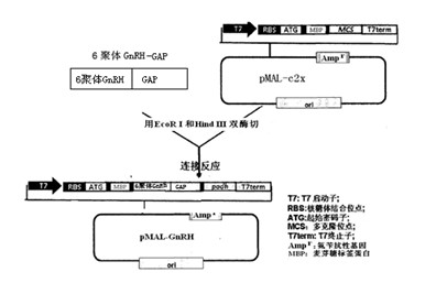 Hexameric prokaryotic expression vector of Cyprinus carpiovar Jian gonadotrophin-releasing hormone gene, and establishing method and application thereof