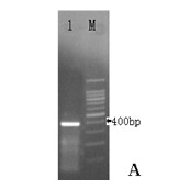 Hexameric prokaryotic expression vector of Cyprinus carpiovar Jian gonadotrophin-releasing hormone gene, and establishing method and application thereof