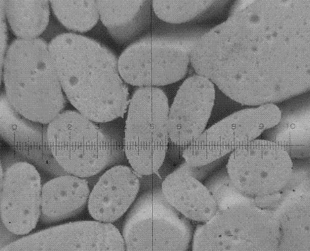 Modularized smokeless firework propellant and preparation method thereof