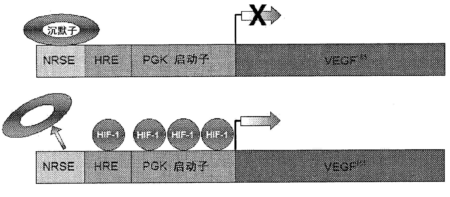 Hypoxia regulated conditionally silenced AAV expressing angiogenic inducers