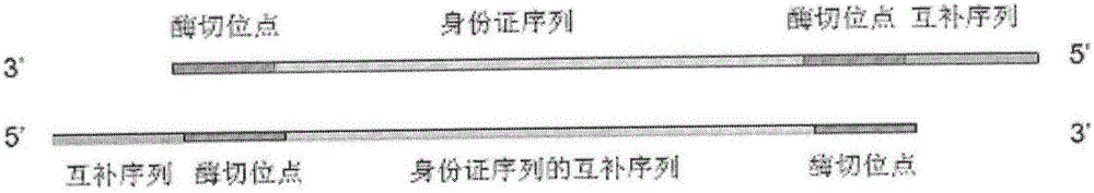 Method for permanently embedding identity card number into genome