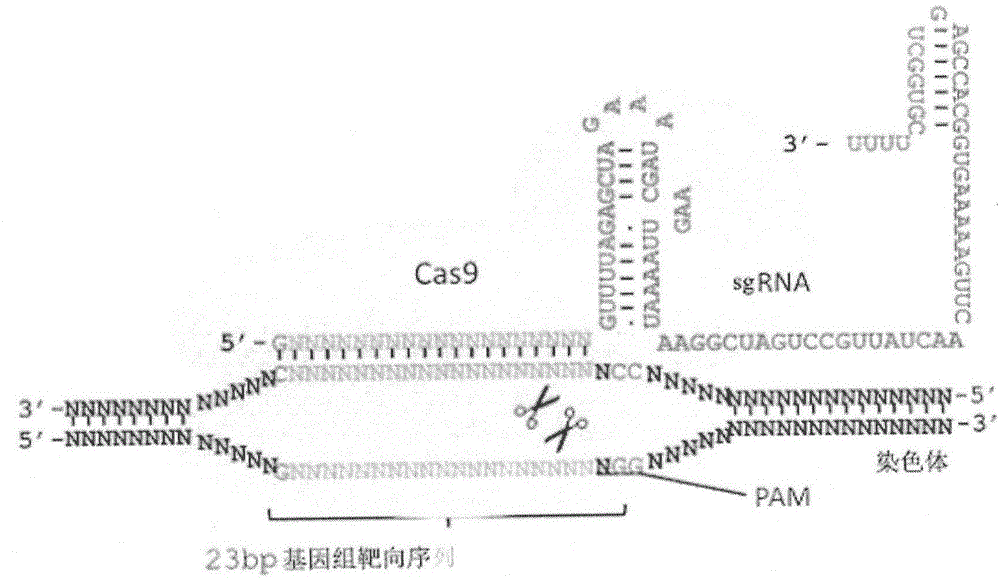 Method for permanently embedding identity card number into genome