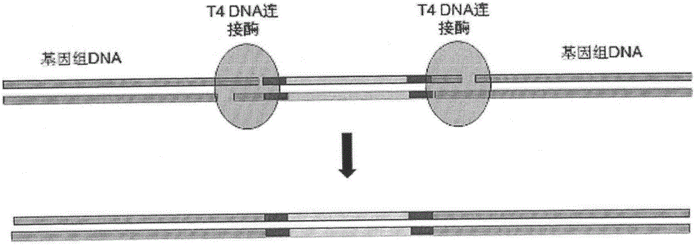 Method for permanently embedding identity card number into genome