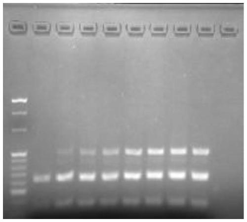 A method for detecting multiple pancreatic cancer tumor markers by multiplex PCR and primers and probes for detection