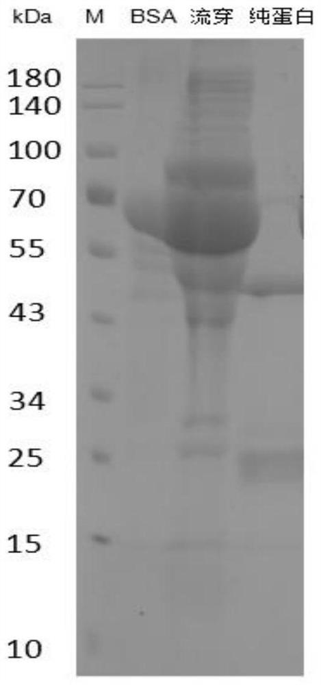 Method for detecting peste des petits ruminants virus antibody by double-antibody blocking ELISA (enzyme-linked immunosorbent assay) method