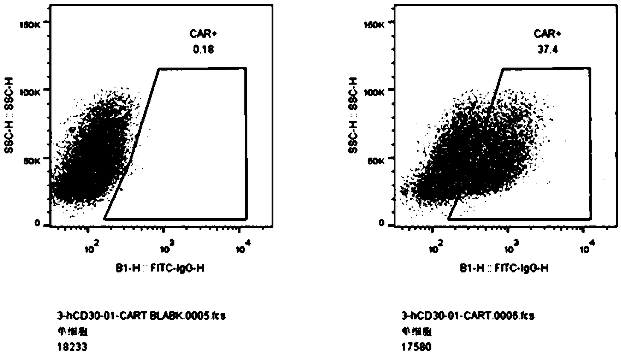 Human chimeric antigen receptor for treating hematological neoplasms, and application of human chimeric antigen receptor