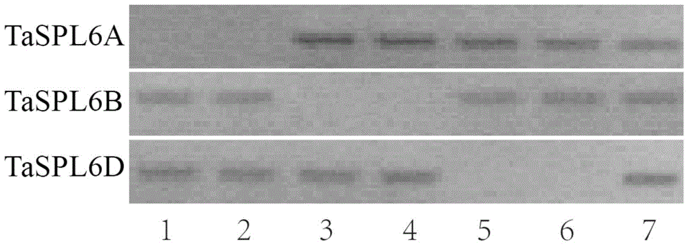 Wheat TaSPL6 gene and application thereof