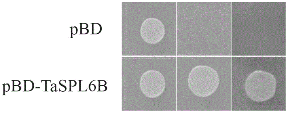 Wheat TaSPL6 gene and application thereof