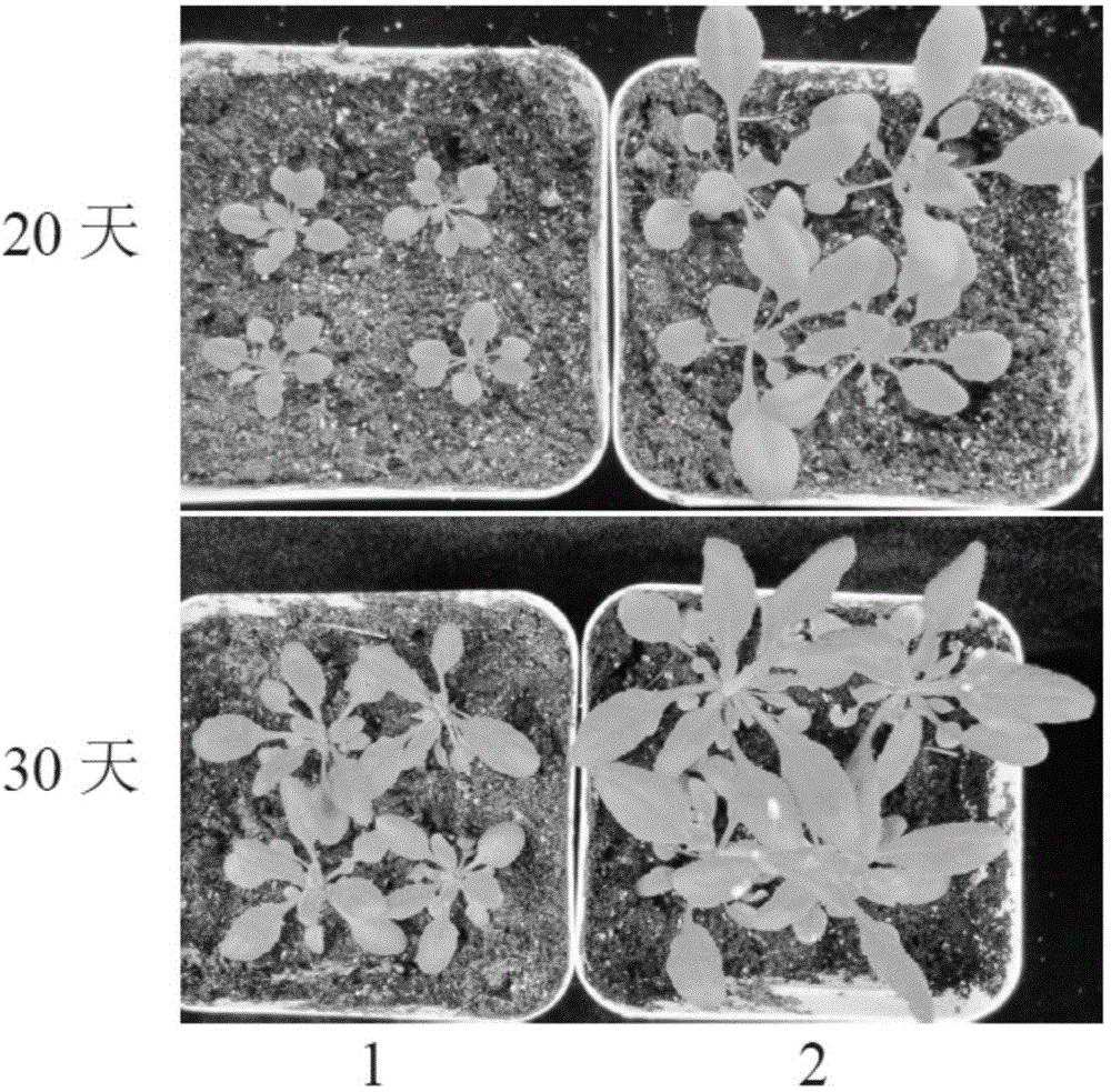 Wheat TaSPL6 gene and application thereof