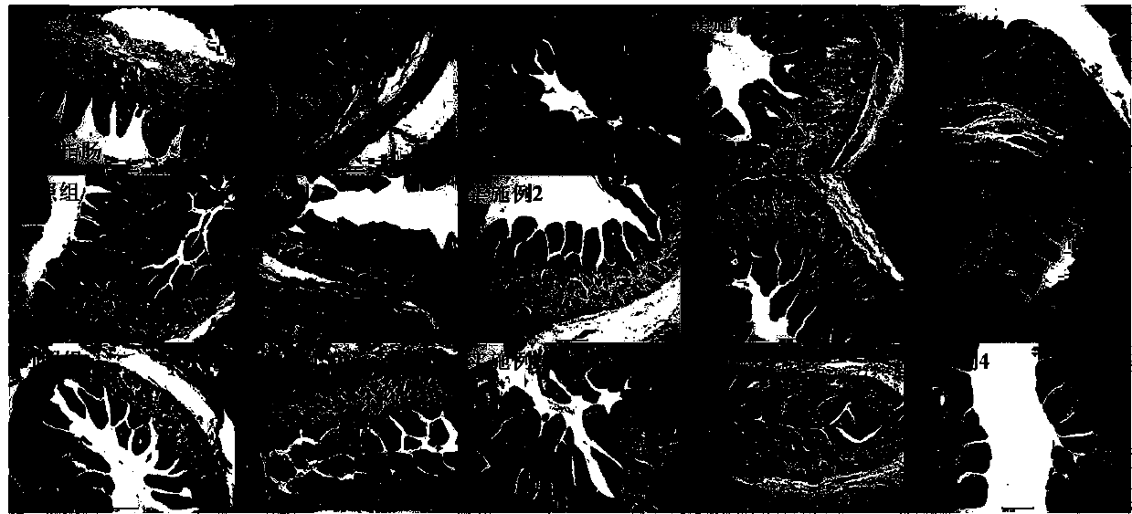 Application of atractylodes macrocephala polysaccharide and pachymaran as feed additive for improving intestinal health of piglets