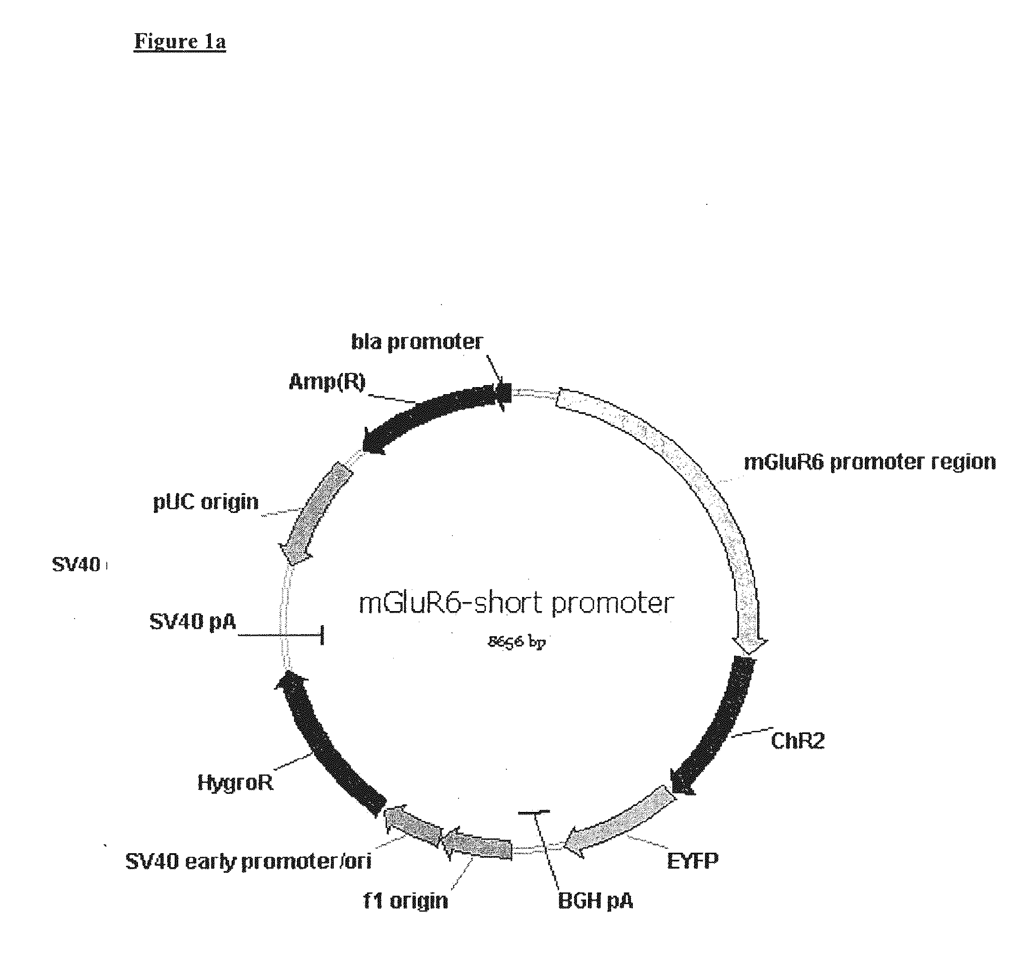 Use of Light Sensitive Genes