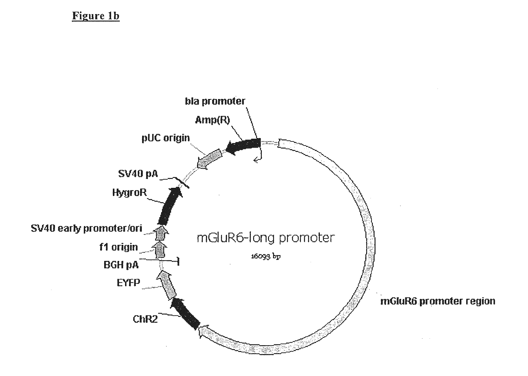 Use of Light Sensitive Genes