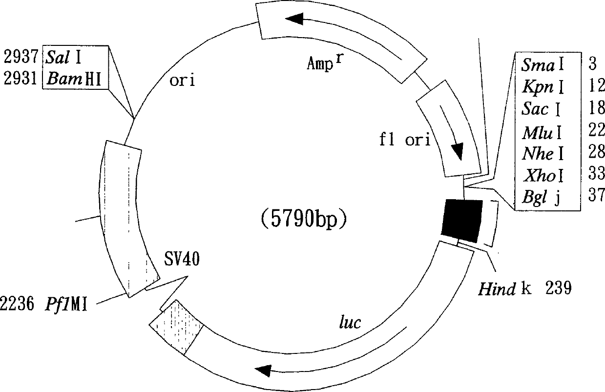 Recombinant cell strain for detecting dioxin compounds according to behaviour of leuciferinase gene