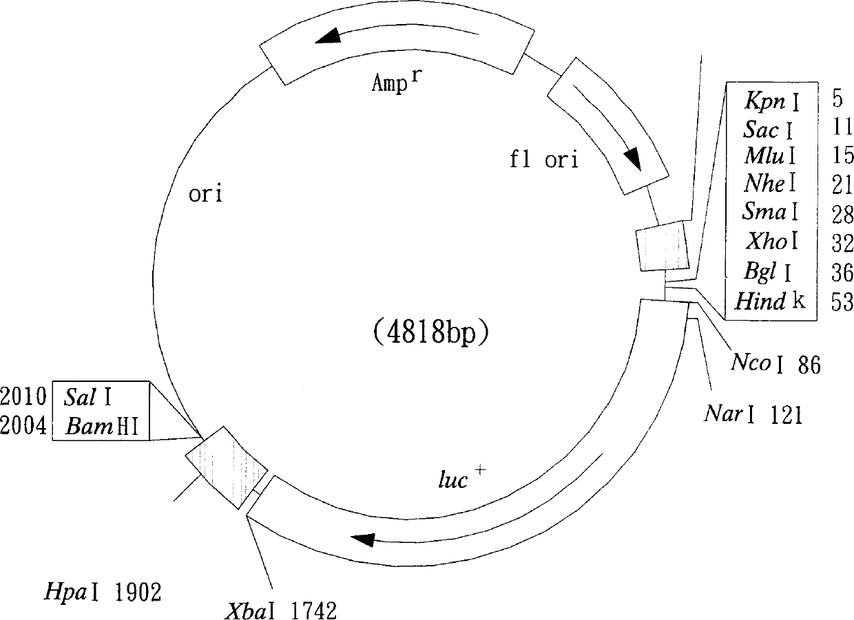 Recombinant cell strain for detecting dioxin compounds according to behaviour of leuciferinase gene