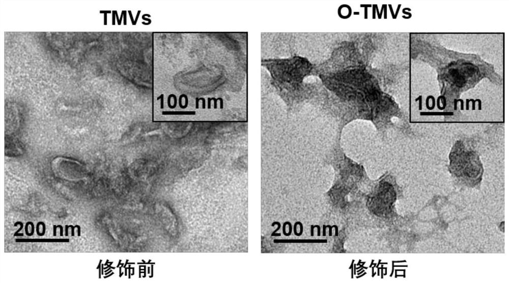 A kind of bioactive preparation based on tumor cell membrane and its preparation method and application