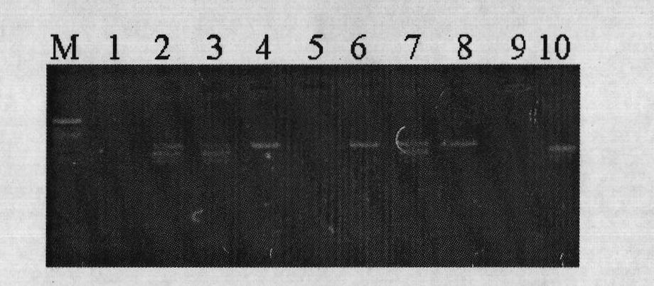 Double-temperature multiple RT-PCR kit for simultaneously detecting two orchid viruses and preparation method thereof