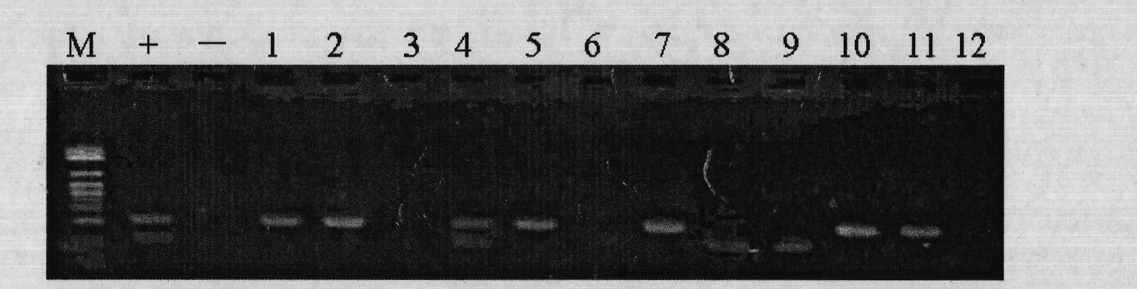 Double-temperature multiple RT-PCR kit for simultaneously detecting two orchid viruses and preparation method thereof