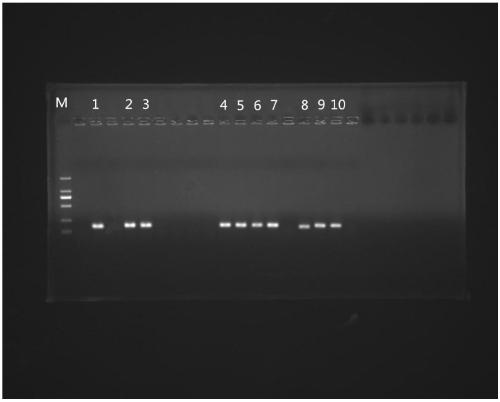 Kit for bisulfite conversion of free DNA