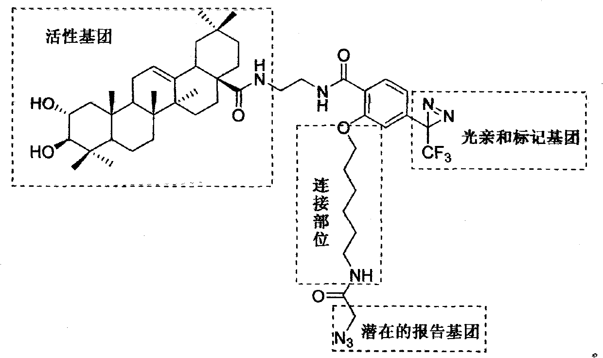 Light affinity labelling small molecular probe based on maslinic acid and preparation method thereof