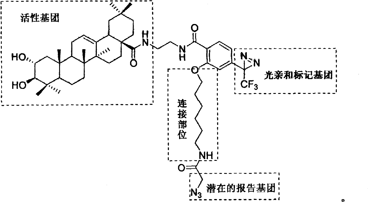 Light affinity labelling small molecular probe based on maslinic acid and preparation method thereof