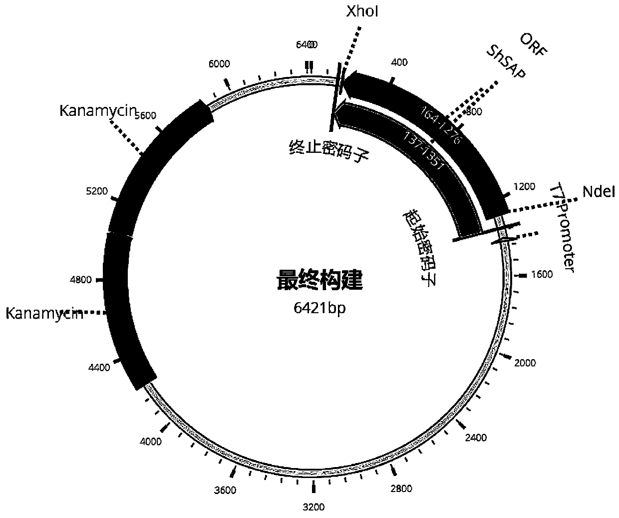 Schistosoma haematobium recombinant fusion protein ShSAP and application of schistosoma haematobium recombinant fusion protein ShSAP in immunodiagnosis of schistosomiasis