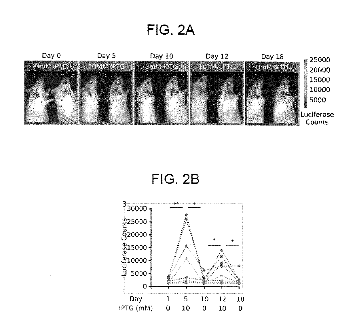 Compositions and methods for self-regulated inducible gene expression