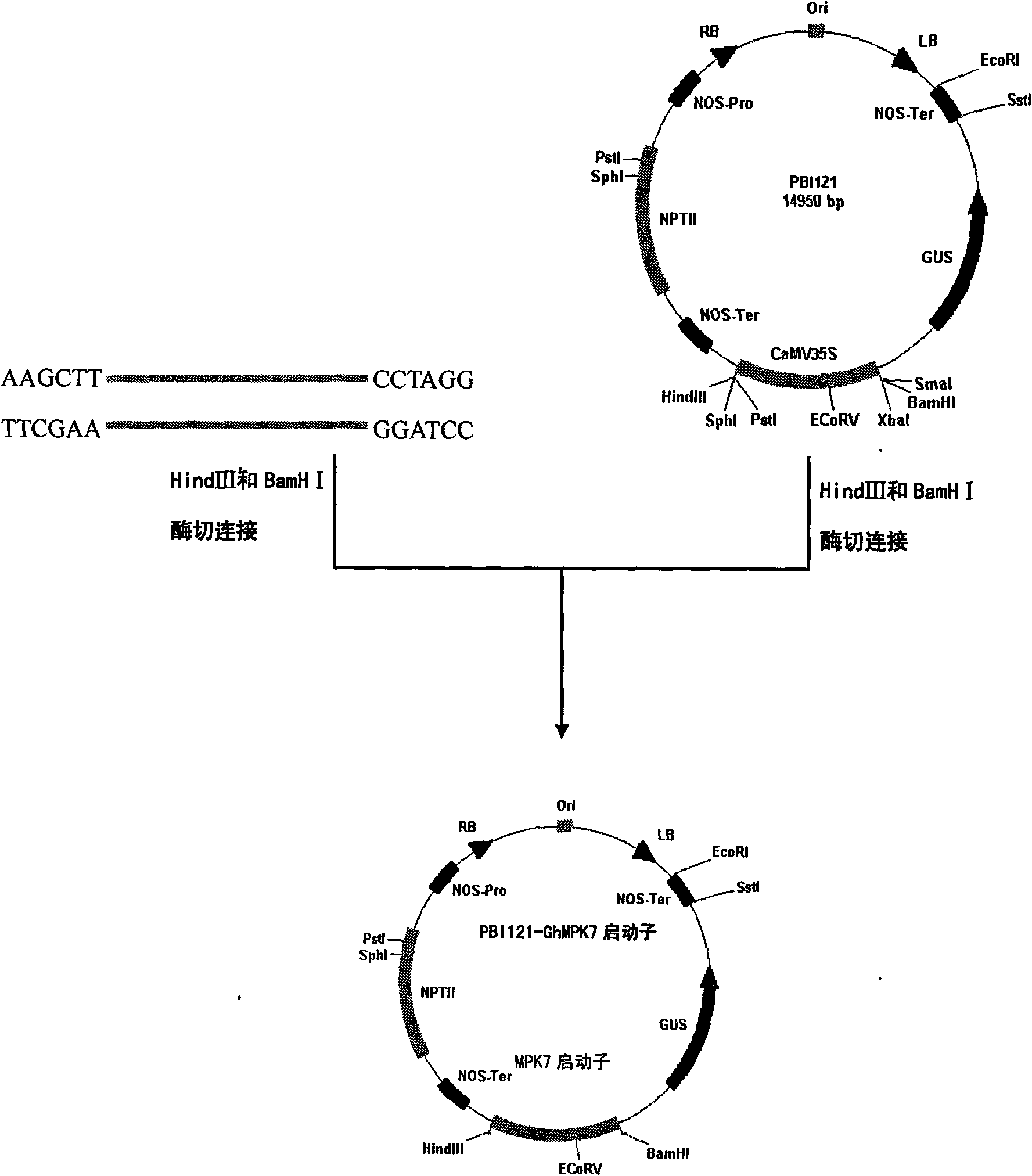 Specific promoter for growing point of cotton, cloning thereof and application thereof