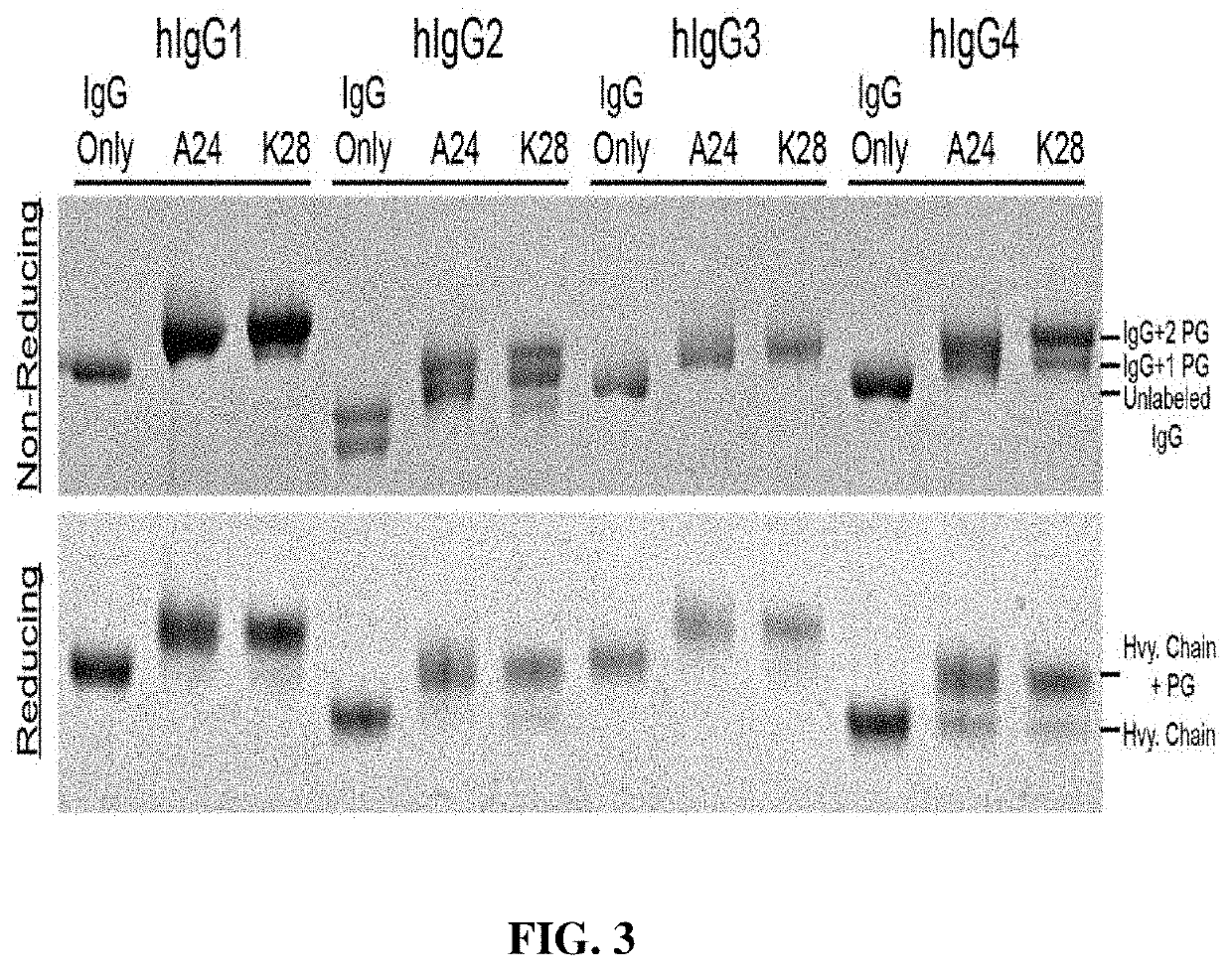 Bispecific cytotoxic lymphocyte or macrophage-redirecting autoantibodies, methods for production thereof and methods of treatment