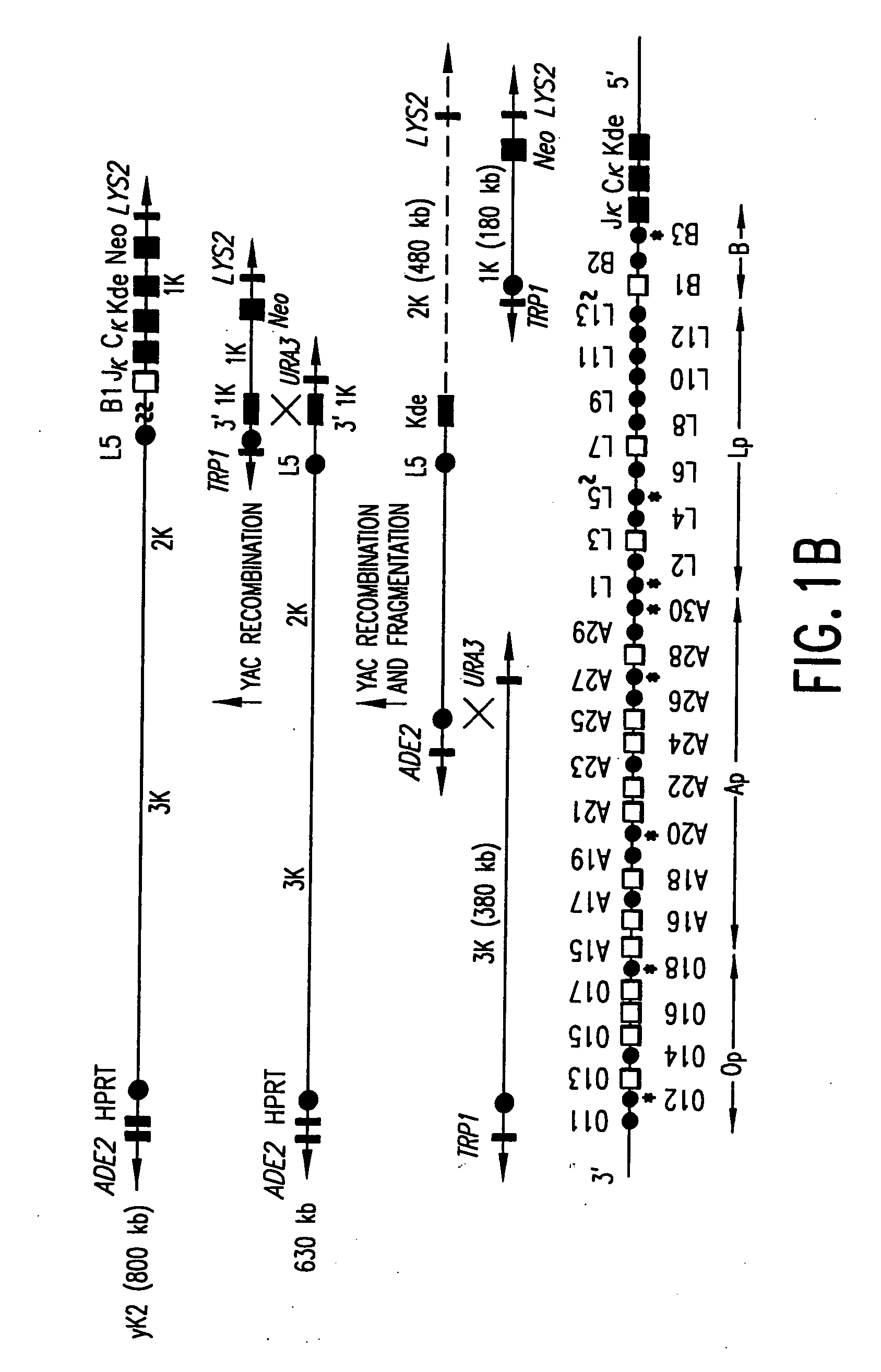 Transgenic mammals having human Ig loci including plural Vh and Vk regions and antibodies produced therefrom