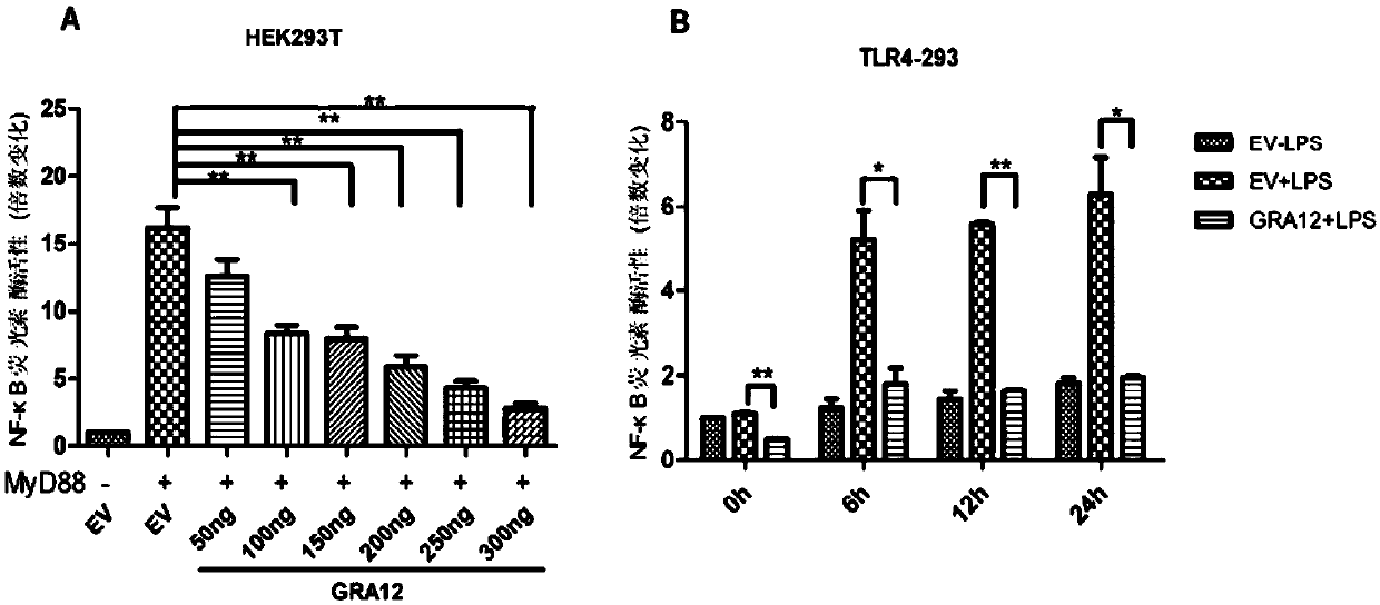 Application of TgGRA12 to preparation of drugs for inhibiting inflammatory response