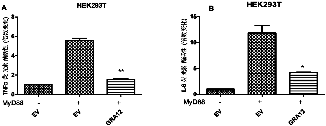 Application of TgGRA12 to preparation of drugs for inhibiting inflammatory response