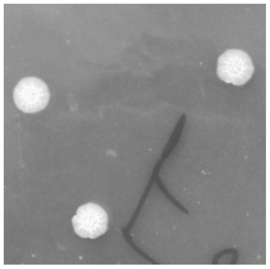 Bacterial strain with anti-aging function and application thereof