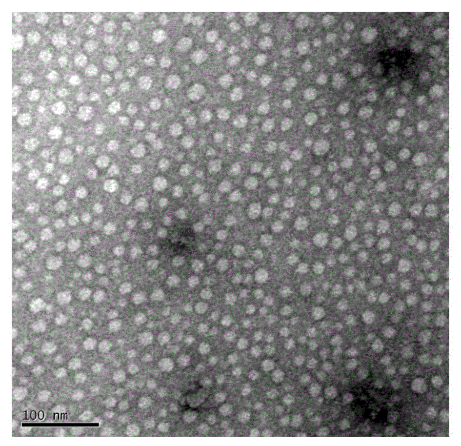 Andrographolide polymer micelle, preparation method and medicinal application thereof