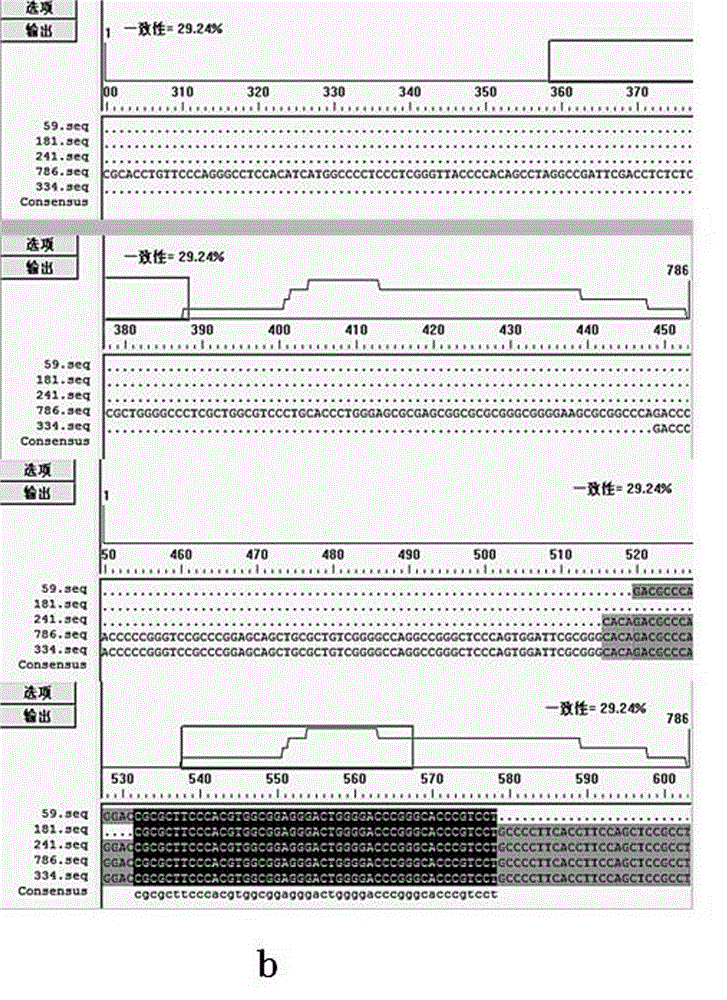 shrna (short hairpin ribonucleic acid) for inhibiting expression of human oral cancer cell PRPS2 (phosphoribosyl pyrophosphate synthetase subunit ii) as well as construction and application of carrier of shrna