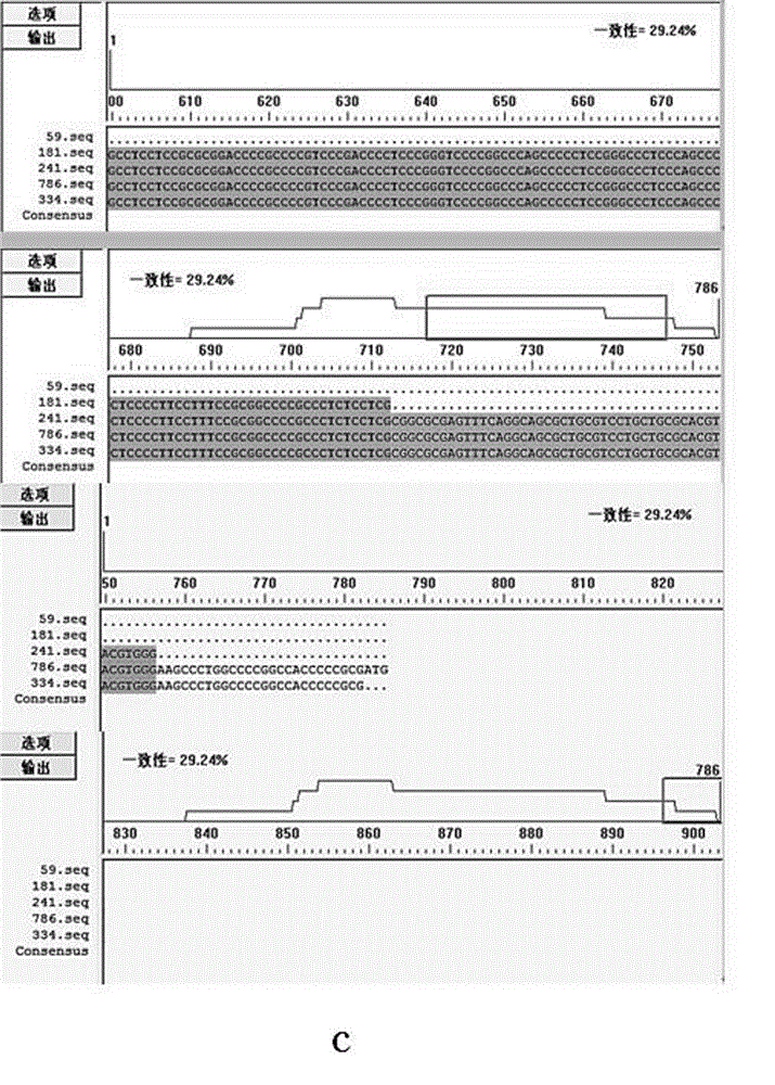 shrna (short hairpin ribonucleic acid) for inhibiting expression of human oral cancer cell PRPS2 (phosphoribosyl pyrophosphate synthetase subunit ii) as well as construction and application of carrier of shrna