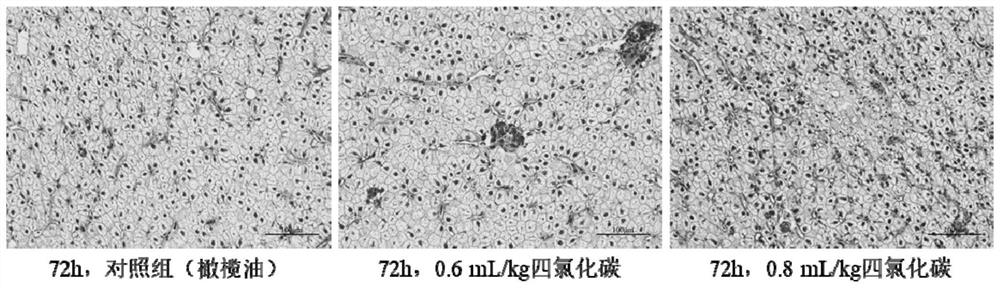 Establishment and use of carbon tetrachloride induced freshwater fish acute liver and intestine combined injury model