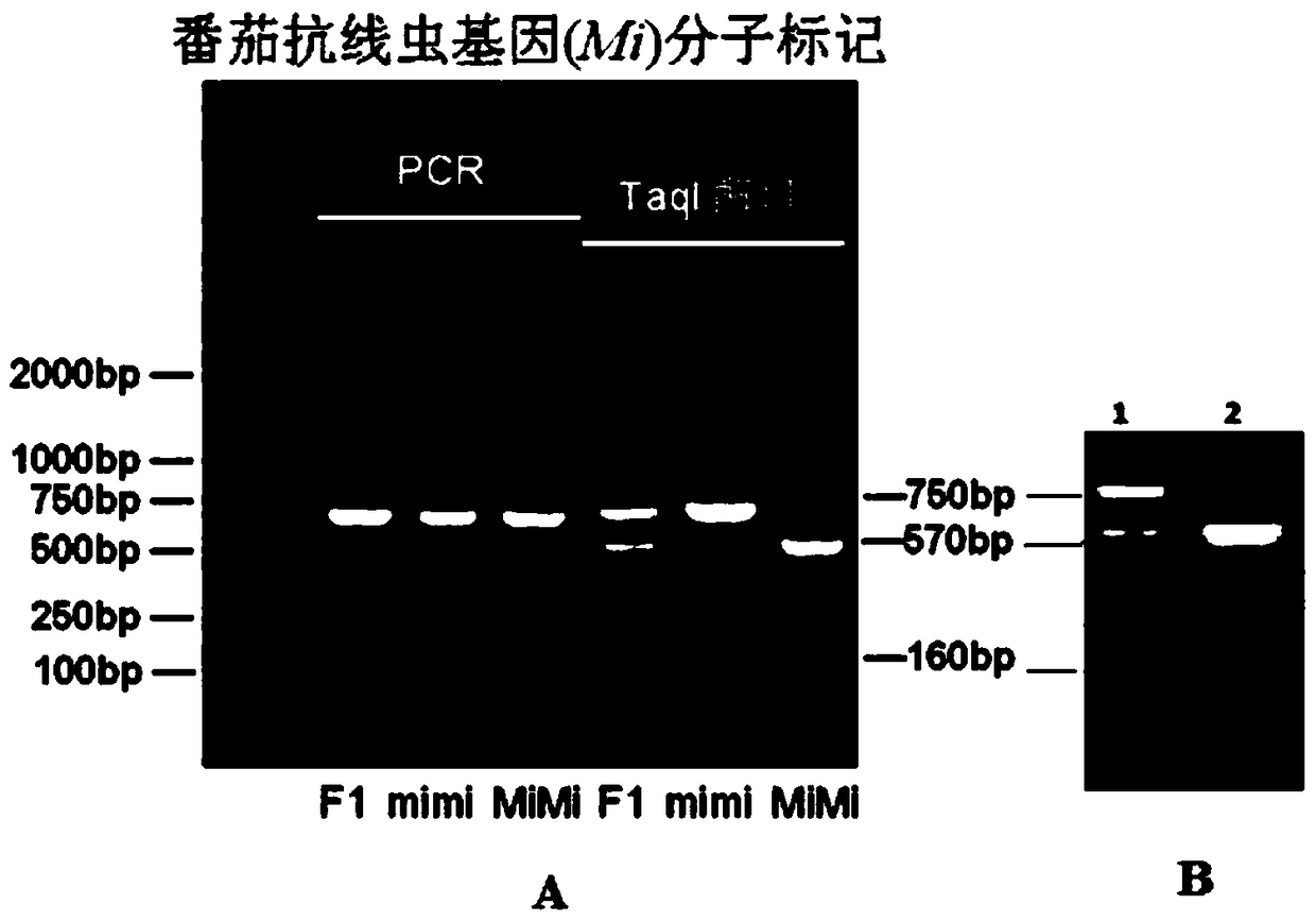 Method for cultivating tomato rootstocks with high compatibility and resistance to root knot nematode disease