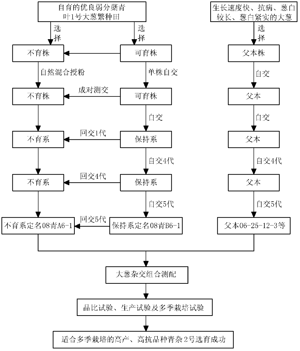 Breeding method for high-yield and high-resistance green Chinese onion variety applicable to multi-season cultivation