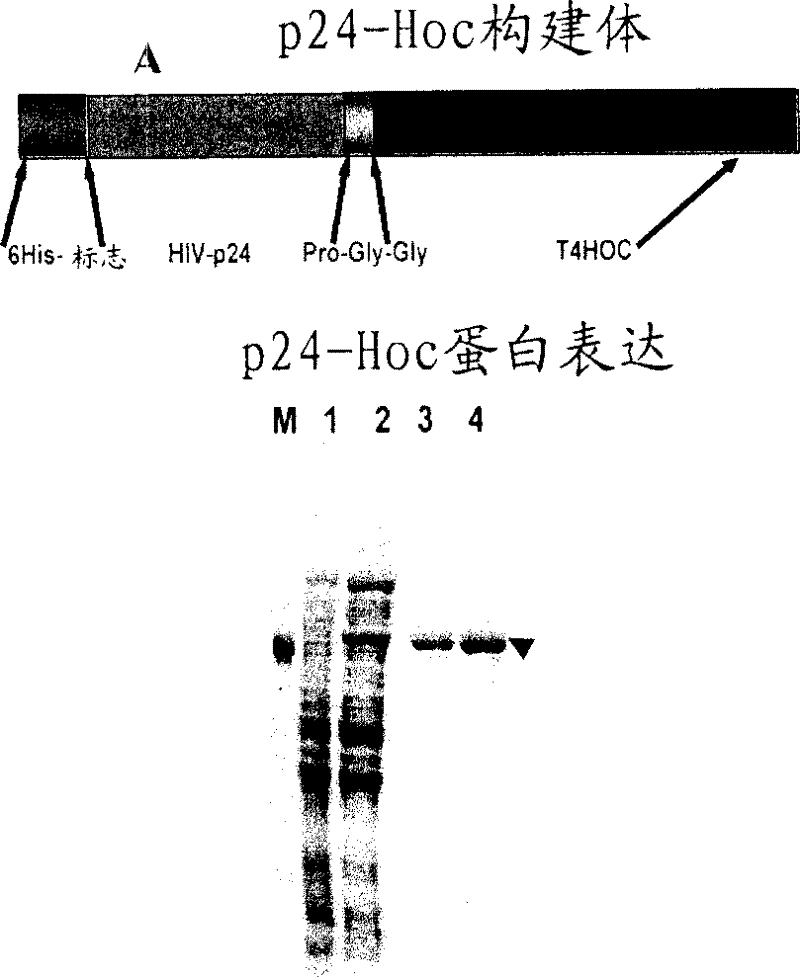 Methods and compositions comprising bacteriophage nanoparticles