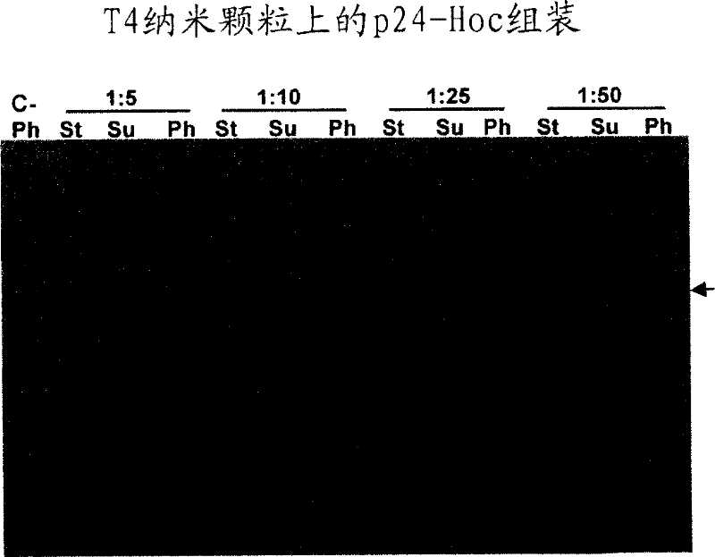 Methods and compositions comprising bacteriophage nanoparticles