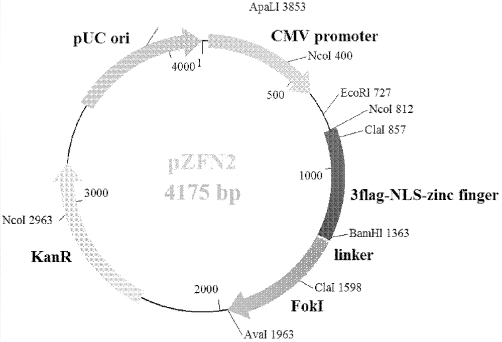 Zinc finger endonuclease mediating integrated hiv‑1 proviral gene knockout and its preparation and application