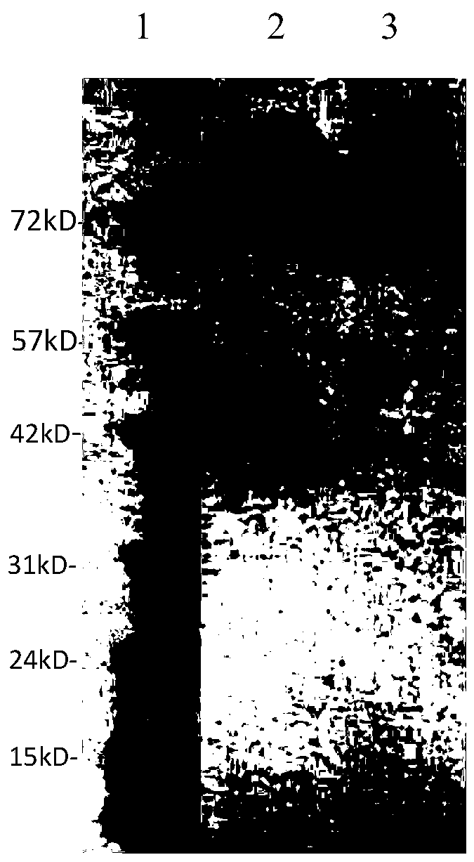 A kind of sucrose isomerase mutant and its application