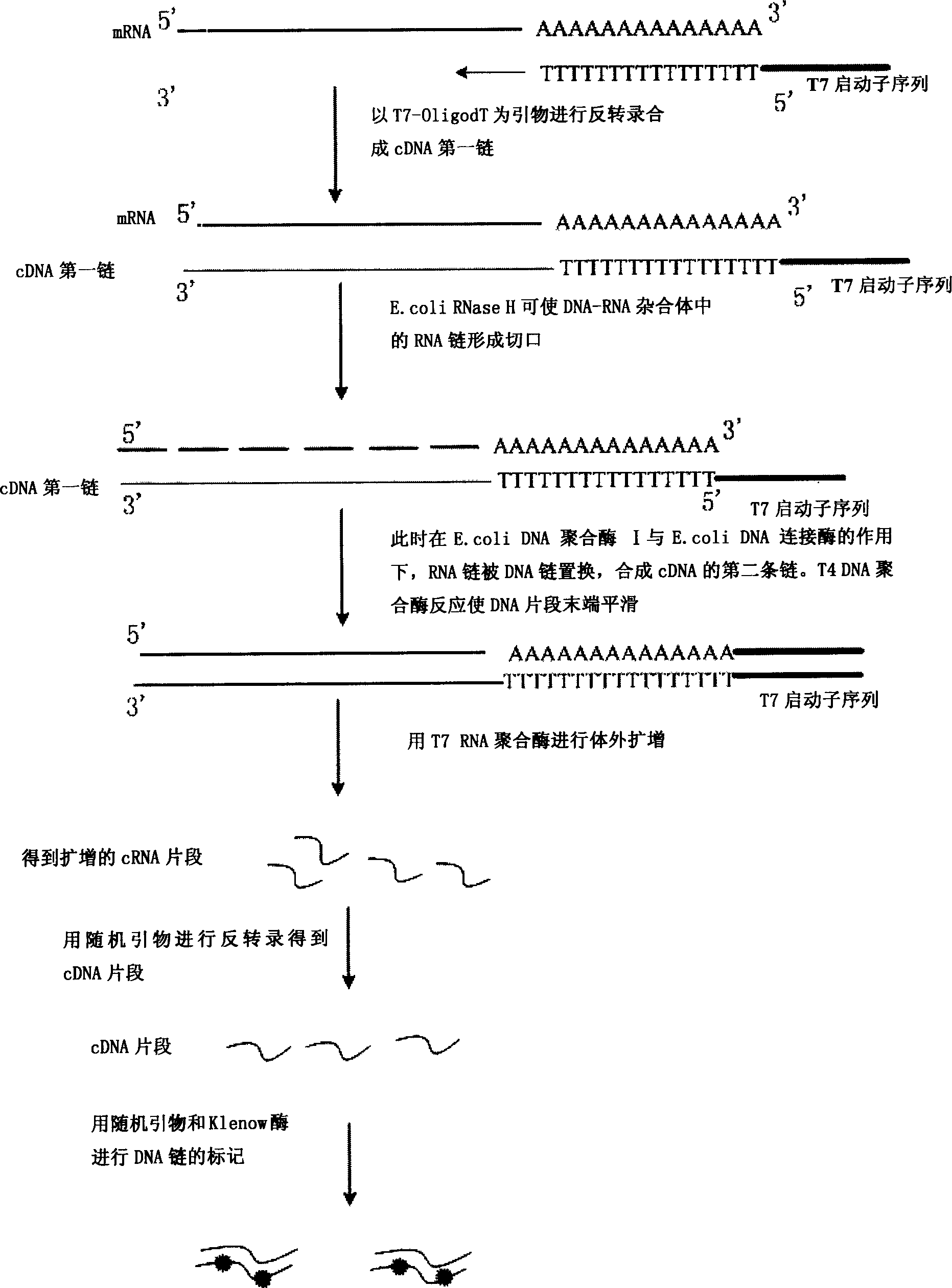 Method of external assistant identifying intestinal-type gastric cancer and differentiation degree thereof and special reagent case