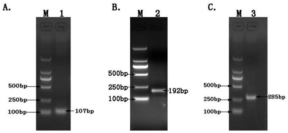 Multiple rpa detection primer sets and kits for bovine, ovine and suis brucella