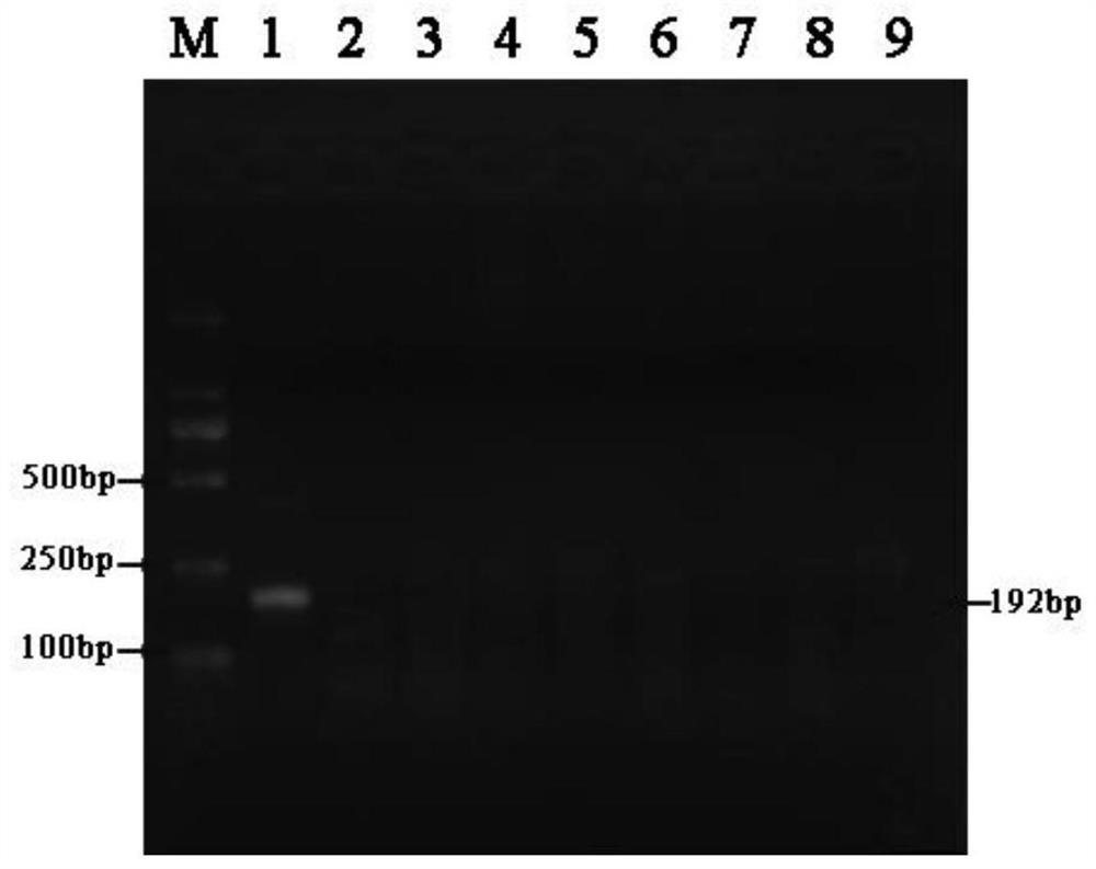 Multiple rpa detection primer sets and kits for bovine, ovine and suis brucella