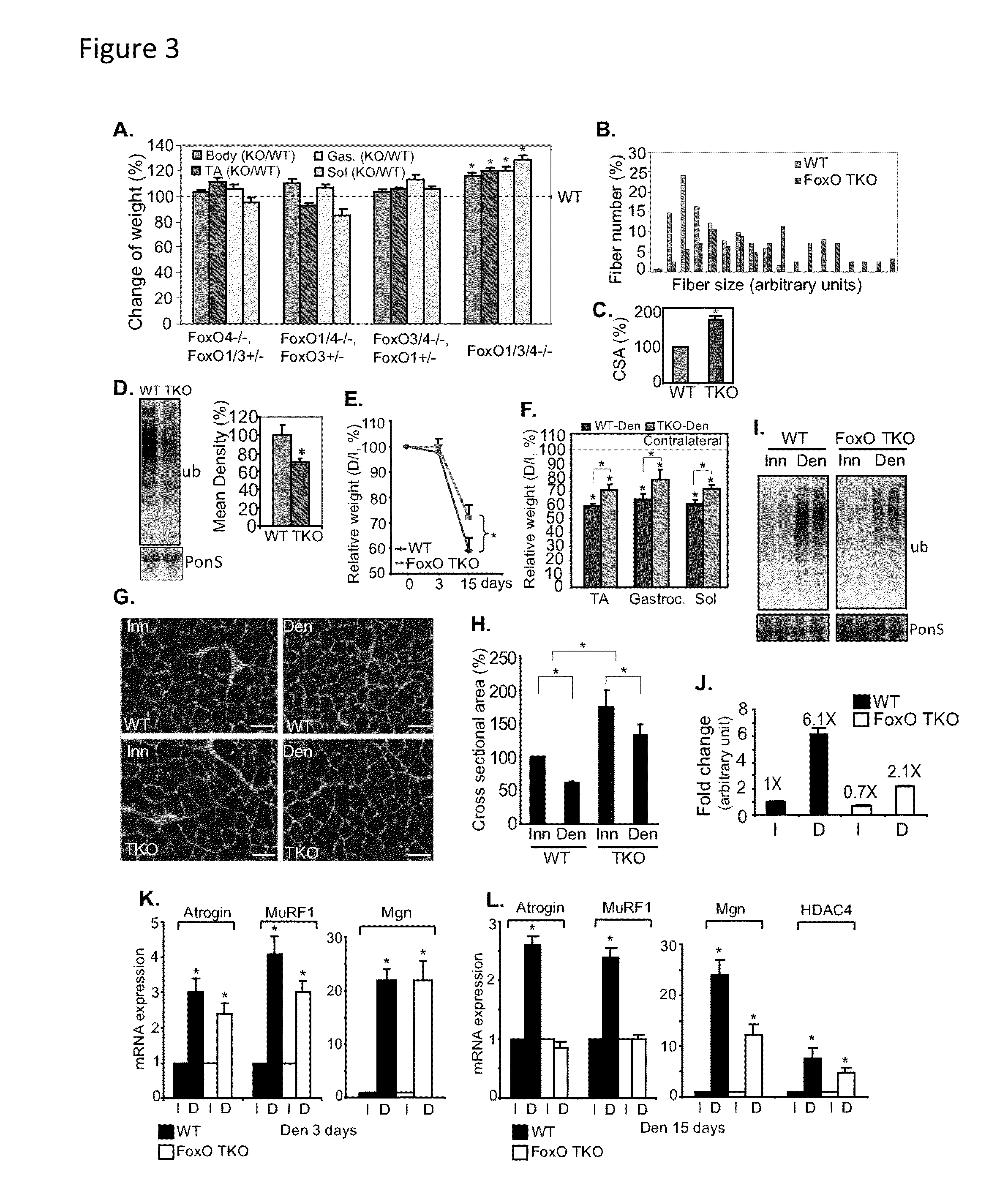 Methods for treating denervation-induced muscle atrophy