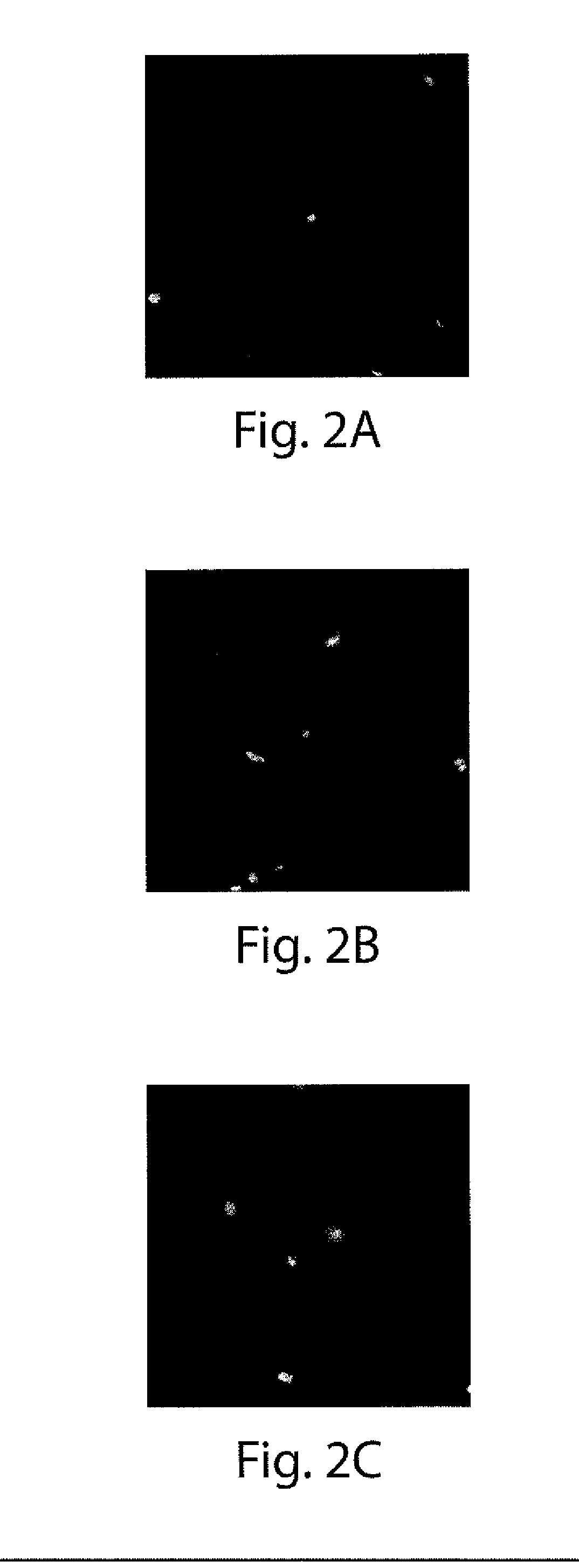 Active Sunscreen Composition