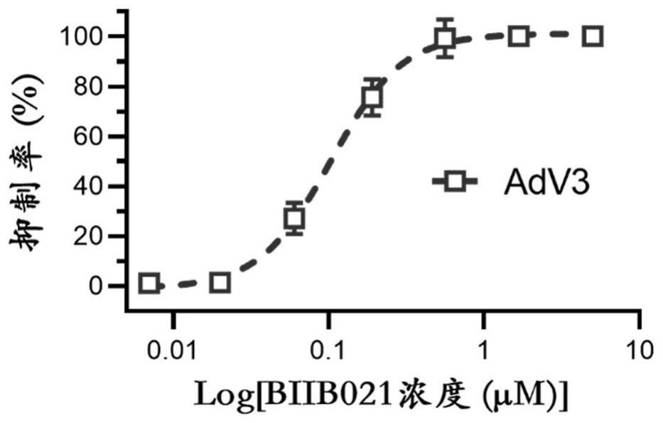 Application of BIIB021 in preparation of medicine for preventing and/or treating adenovirus infection